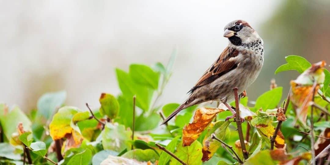 JARDIN – Les associations pour l’environnement rec…