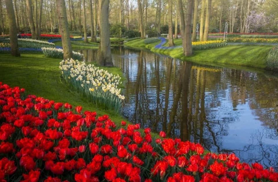 Le plus beau jardin de tulipes au monde Keukenhof …