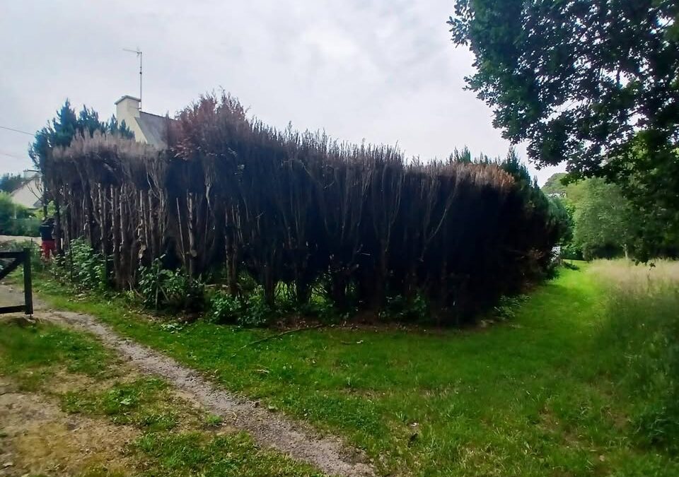 Abattage haie dessouchage et pose d’une clôture…