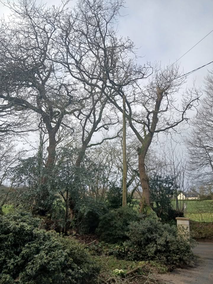 Elagage 1 1366611218605088 – Rosporden Finistère Elagage 1 1366611218605088 – Rosporden Finistère